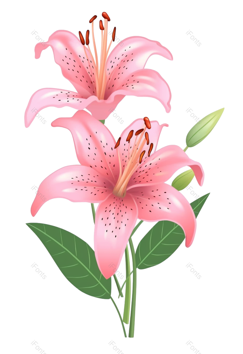 叶子图片,装饰元素,元素PNG,清新免抠素材